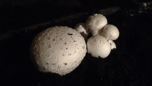 culture de champignons de Paris