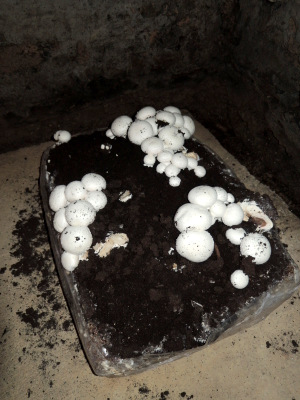culture de champignons de Paris