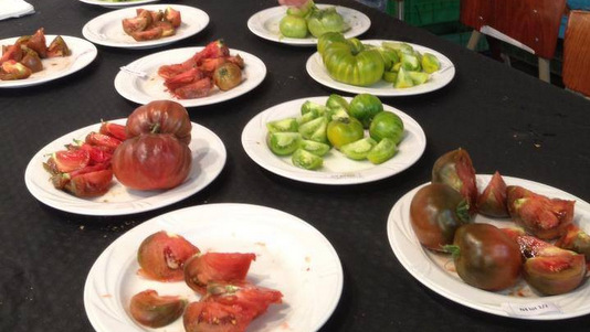 Dégustation organoleptique de tomates anciennes