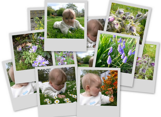 Fleurs en avril