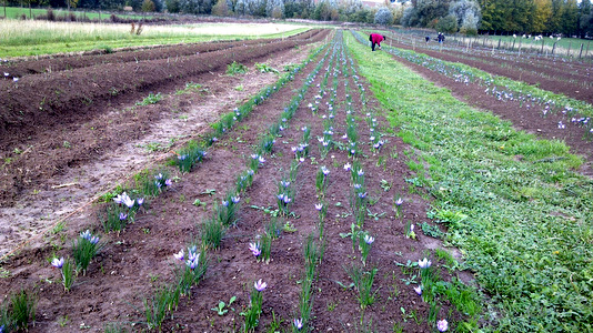 Safran de Cotchia en pleine floraison