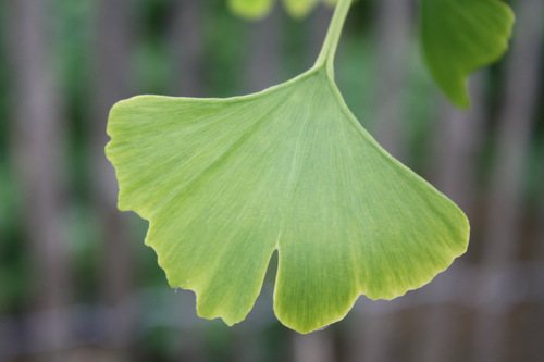 Feuille de gingko biloba