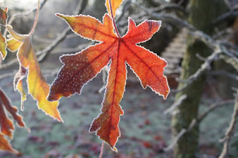 Liquidambar