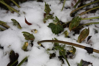 Hellébores sous la glace