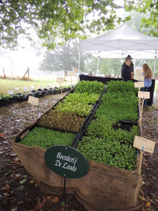 Festival of Rare plants Hex