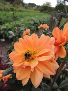 Potager du château de Hex