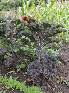 Potager du château de Hex