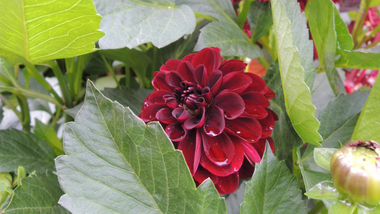 Potager du château de Hex