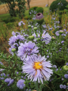 Potager du château de Hex