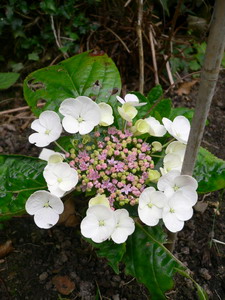 Hortensia - Hydrangea