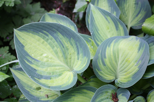 Hosta panaché