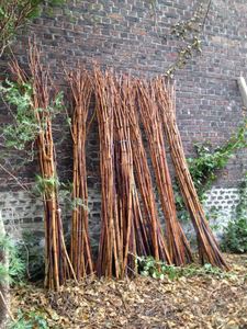 Hivernales au Jardin du curé à Huy