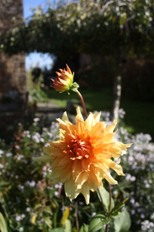 Le jardin juste avant les premières gelées