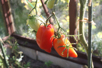 Le jardin juste avant les premières gelées