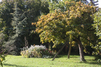 Le jardin juste avant les premières gelées