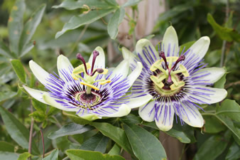Jardin des plantes tinctoriales à Vedrin