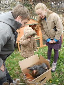 Achat des poules