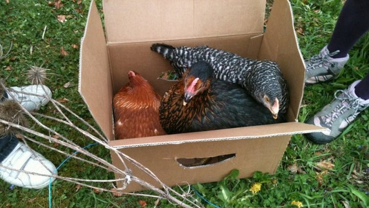 Achat des poules