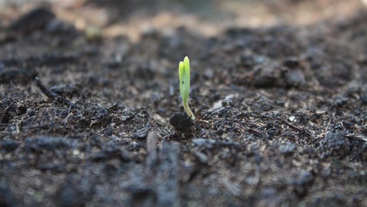 Premiers semis de printemps