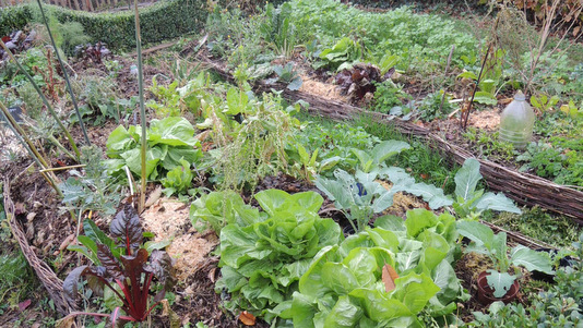 Légumes de novembre