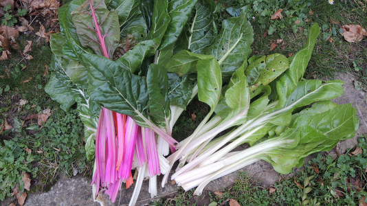 Légumes de novembre
