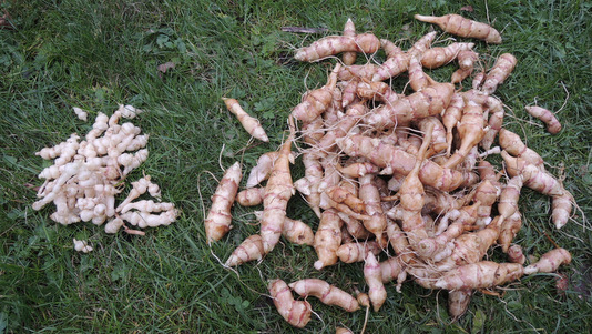 Légumes de novembre