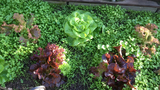Légumes de novembre