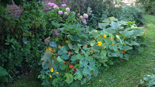 Capucines et courgettes semées dans un coin ombragé du jardin