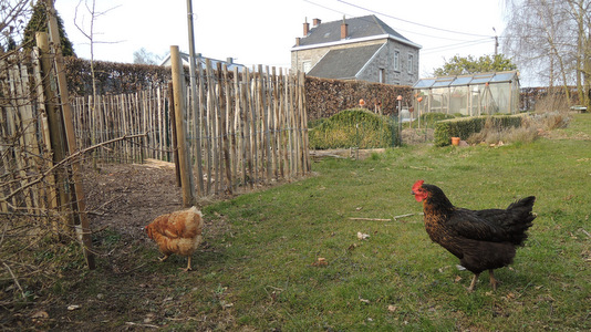 Les poules déménagent