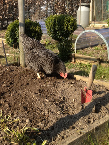Les poules jardinent