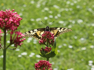 Papillon machaon