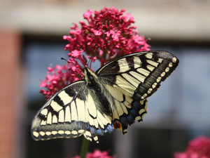 Papillon machaon