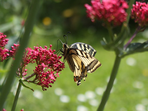 Papillon machaon