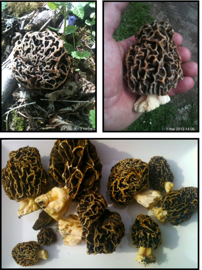 Toast aux morilles