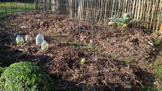 Potager couvert de mulch