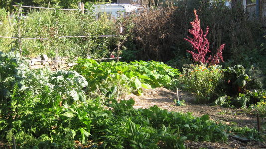 Le jardin de Nature et Progrès à Jambes