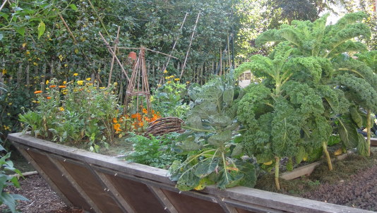 Le jardin de Nature et Progrès à Jambes