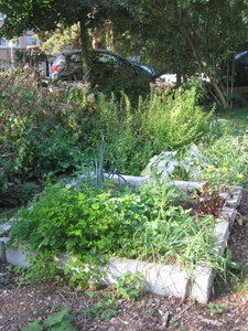 Le jardin de Nature et Progrès à Jambes