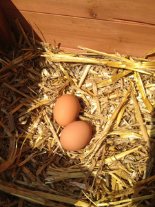 Récolter ses oeufs de poule, le bonheur