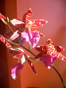 Orchidée