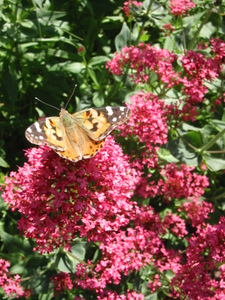 Papillon Belle Dame