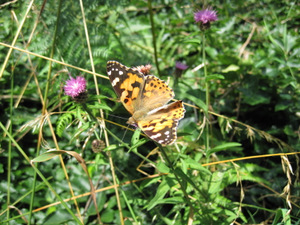 Papillon sur le Chemin de Saint Jacques