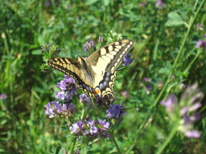 Papillon sur le Chemin de Saint Jacques