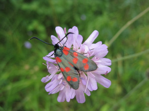 Papillon sur le Chemin de Saint Jacques