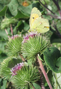 Papillon sur le Chemin de Saint Jacques