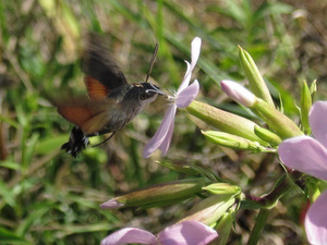 Papillon sur le Chemin de Saint Jacques