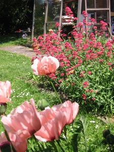 Pavots et valérianes