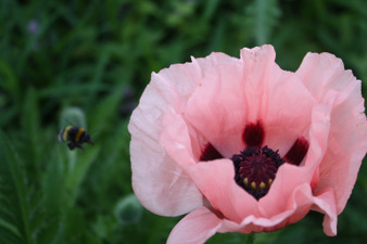 Floraison d'un pavot vivace rose pâle