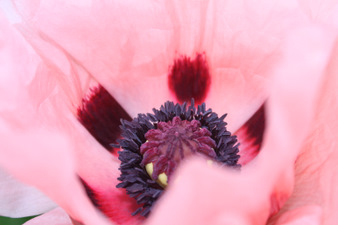 Floraison d'un pavot vivace rose pâle