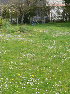 Pelouse fleurie en avril